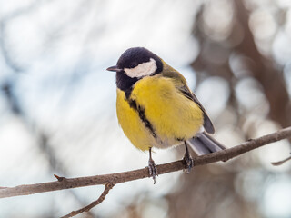 Naklejka premium Cute bird Great tit, songbird sitting on a branch without leaves in the autumn or winter.