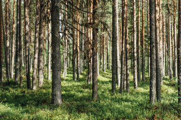 Fototapeta na wymiar Beautiful forest trees. Nature wood backgrounds