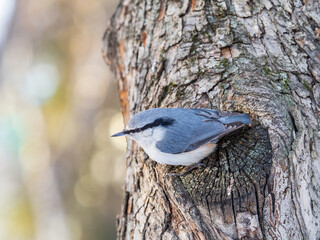 Eurasian nuthatch or wood nuthatch, lat. Sitta europaea, sitting on a tree trunk with a blurred background.