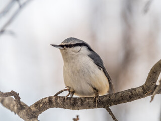 Eurasian nuthatch or wood nuthatch, lat. Sitta europaea, sitting on a tree branch with a blurred background.