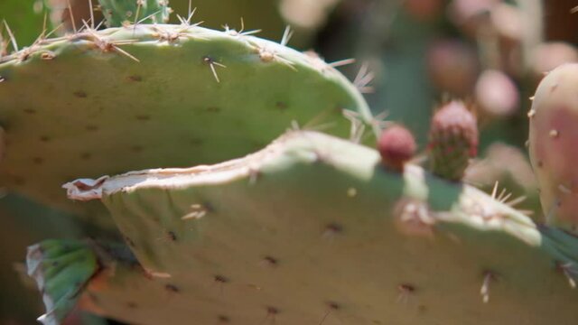 Bright sunlight on Mexican nopal plant with blurry background.