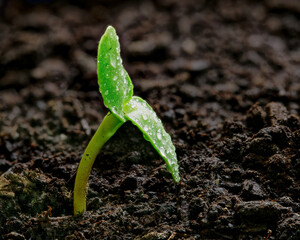 Green shoots of growth.