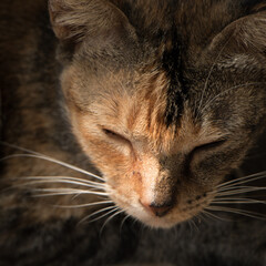 The Face of My Sleeping Adorable Cat
