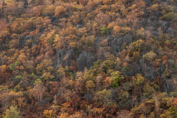 Trees forest on the mountain slope in a nature. Colorful trees forest for background. No focus, specifically.