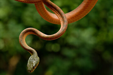 Obraz premium snake in the tree