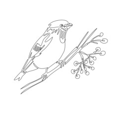 Vector illustration with one line. Bullfinch on a twig with mountain ash in winter. Suitable for postcards, design and decorative work, in the form of a print, website design.