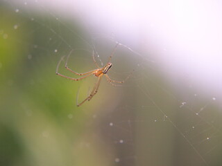 Web Spider
