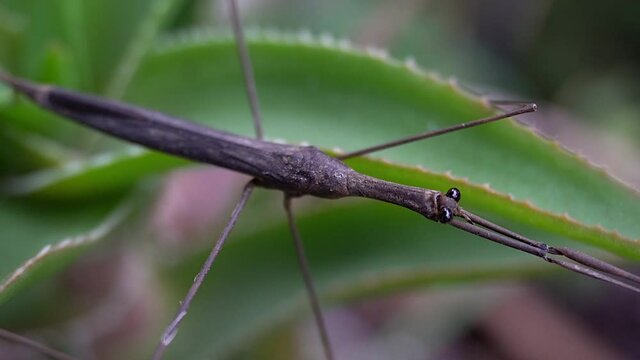 Water Stick Insect (Ranatra fusca) with front legs fully extended.