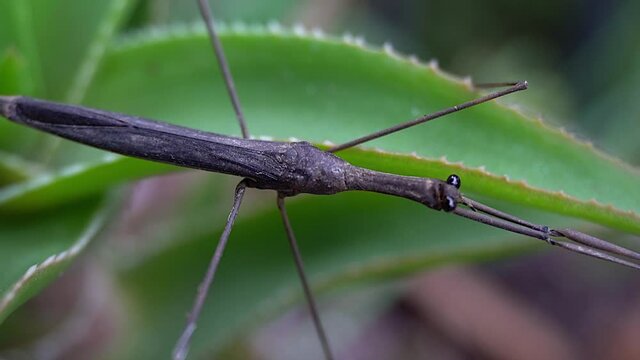 Zoom-in on thorax of Water Stick Insect (Ranatra fusca).