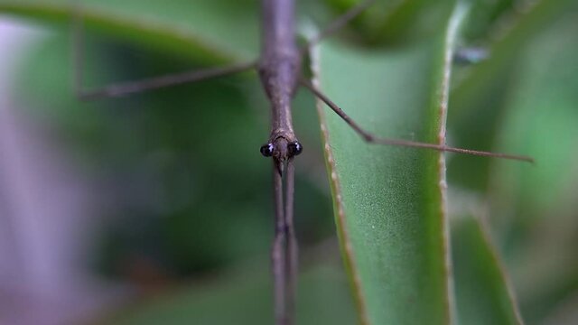 Head-on view of Water Stick Insect (Ranatra fusca).
