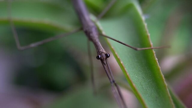 Water Stick Insect (Ranatra fusca) rests on succulent plant.