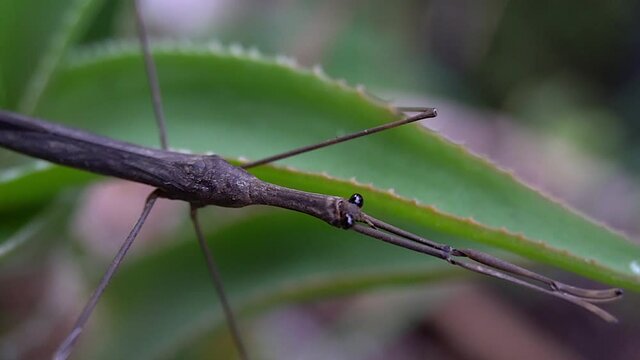 Pan across length of Water Stick Insect (Ranatra fusca).