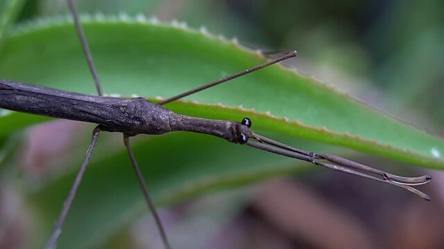 Slow zoom-out on Water Stick Insect (Ranatra fusca) with front legs fully extended.