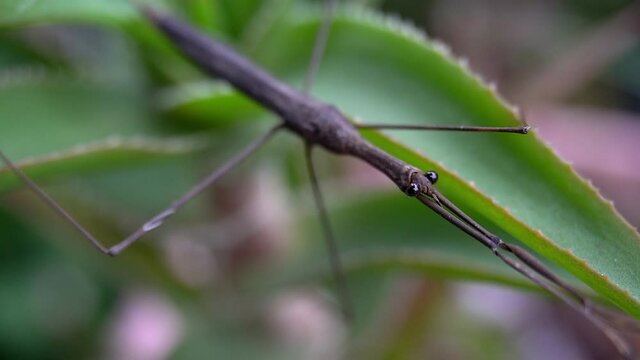 Oblique view of Water Stick Insect (Ranatra fusca).