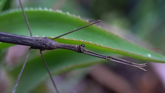 Pan from head to tail of Water Scorpion (Ranatra fusca).