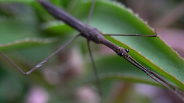 Slow zoom-out of Water Stick Insect (Ranatra fusca) from oblique angle.