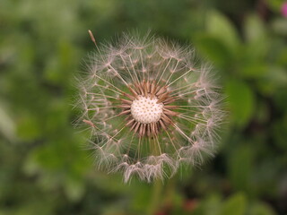 Dandelion
