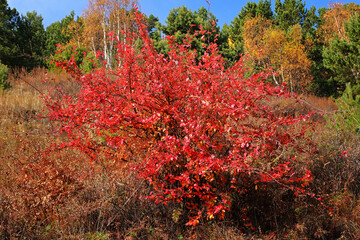 red autumn leaves