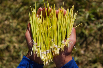 Hand holding jamara which is used for celebrating Dashain Festival. Nepal Great  festival. Nepali Dashain