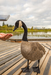 A woman feeding a canadian goose in the park. Canadian goose eating from hand