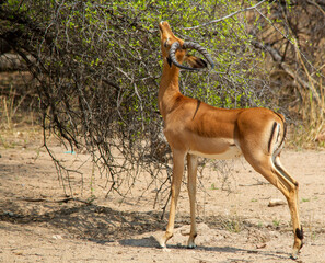 Impala ram grazing on the leaves of a thorn bush