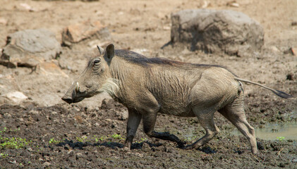 A common warthog plays in the mud at a waterhole in the African wilderness