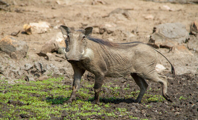 A common warthog plays in the mud at a waterhole in the African wilderness