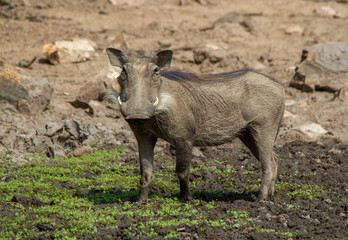 Fototapeta premium A common warthog plays in the mud at a waterhole in the African wilderness