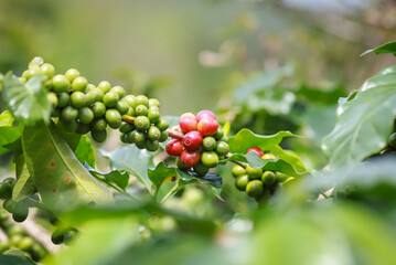 organic arabica coffee beans on brance tree in farm.green Robusta and arabica  coffee berries by agriculturist hands,Worker Harvest arabica coffee berries on its branch, agriculture concept.