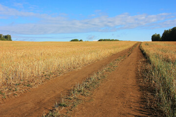 Fototapeta na wymiar Dirt country road in a wheat field
