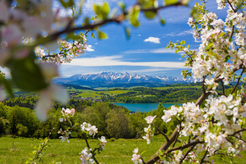 Jezioro Czorsztyńskie i Tatry zza kwitnących drzew.