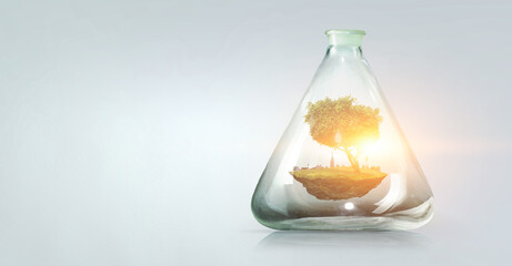 Tree growing inside clear glass bottle