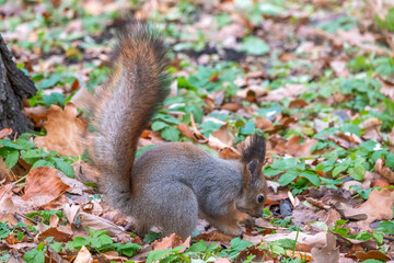 Squirrel in autumn hides nuts on the green grass with fallen yellow leaves