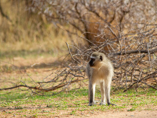 Obraz premium A vervet monkey isolated in the wild