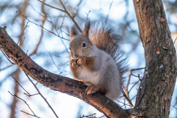 The squirrel sits on a branches in the winter or autumn