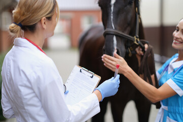 Two veterinarians examine horse and take biological sample