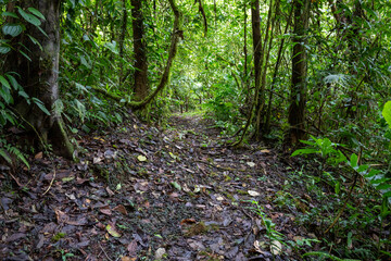 Trail Hiking Trail in the Jungle of Costa Rica