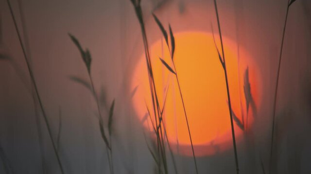 Calming scene, wild grass detail and large dreamy sun setting bokeh