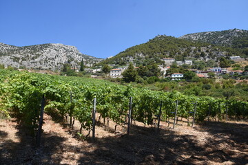 Vineyard on island Brač in Croatia, Adriatic sea - land of great black wine called Plavac and...
