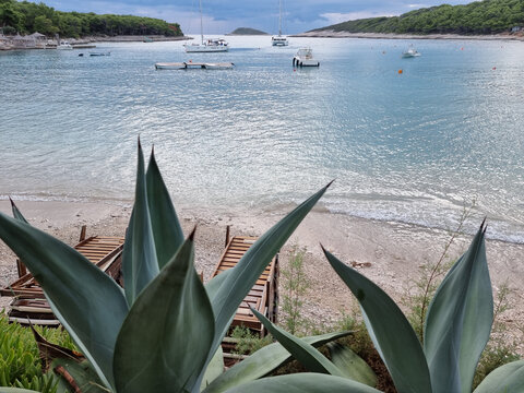 Beach in Palmižana, island Paklinski otoci near Hvar island in Adriatic sea, Croatia, scene with sailboats in background and agave in front