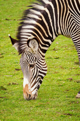Fototapeta na wymiar Close-up of a grazing zebra's head.