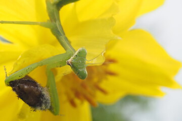 Mantis looking at the camera and carry it's food.