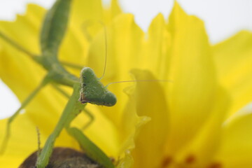 Mantis looking at the camera and carry it's food.