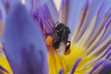 A bee  is finding pollen in the 
purple lotus.