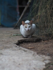 photo of cat feel lonely at the park.