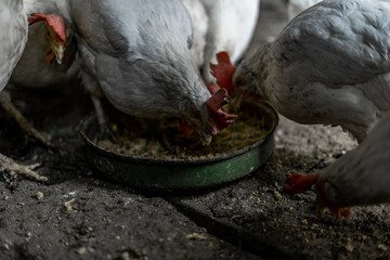 White chickens with red tufts eat grain from a bowl. Chickens in the village. Keeping and feeding chickens at home