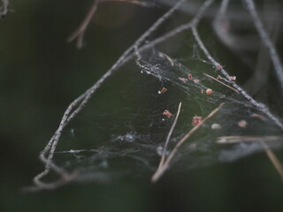 Spider web between branches on a dark background