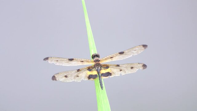 Yellow-striped Flutterer ( Rhyothemis phyllis ) perched on green grass