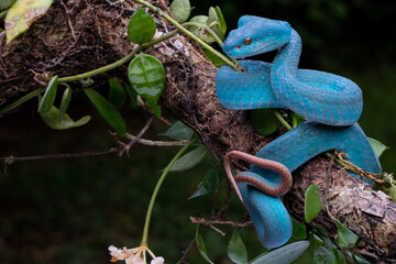 A poisonous snake is perched on a tree branch