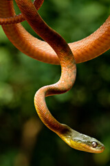 A poisonous snake is perched on a tree branch
